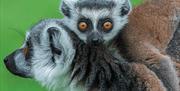 lemur knockhatch adventure park