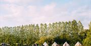 Little owl field with a line of tall trees in the background and bell tents below