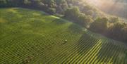 Leonardslee Wine Estate Vineyard