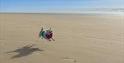 a small dog leaping along a sandy beach