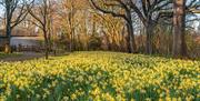 Wild daffodils in ancient wood