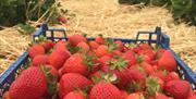 Pick Your Own Strawberries